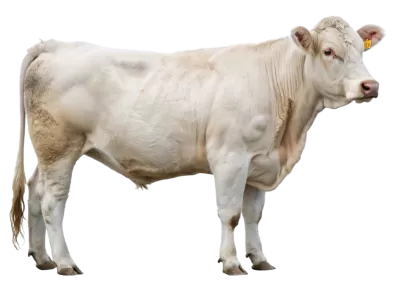 Imagen PNG para descargar